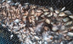 Alevino Filhote de Carpa Pacú Tilapia Lambari Pirarucú Tambaqui Comprar Alevinos para Criação Qual o Tipo de Ração Piscicultura Isca Viva Pesca Corvina Picicultura Filhotes de Peixe em Itápolis Lamari Vivo Com Nota Fiscal Tuvira